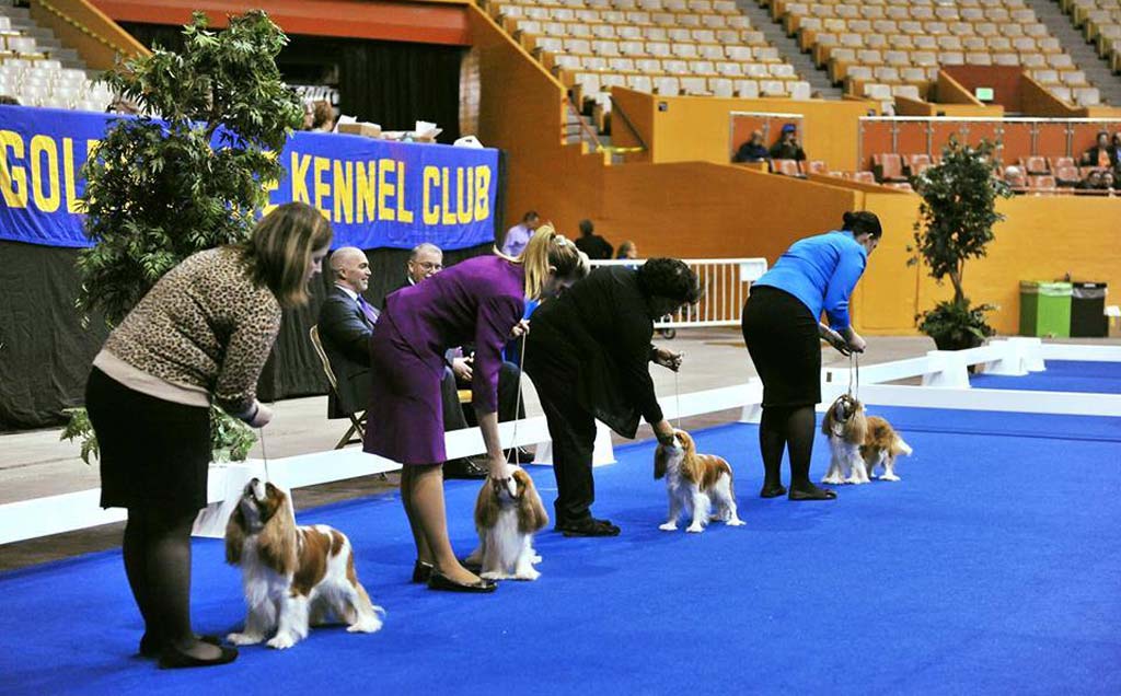 The Golden Gate Kennel Club Dog Show Comes to the Cow Palace This