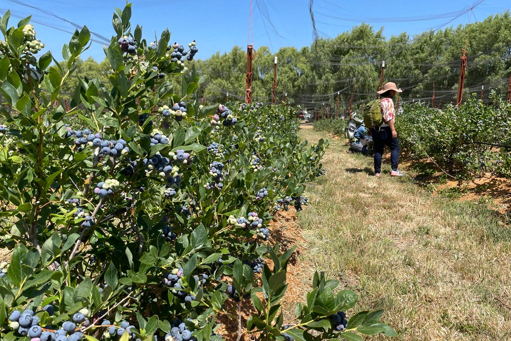 UPick Organic Blueberries at Duckworth Family Farm in Sebastopol Marin Mommies