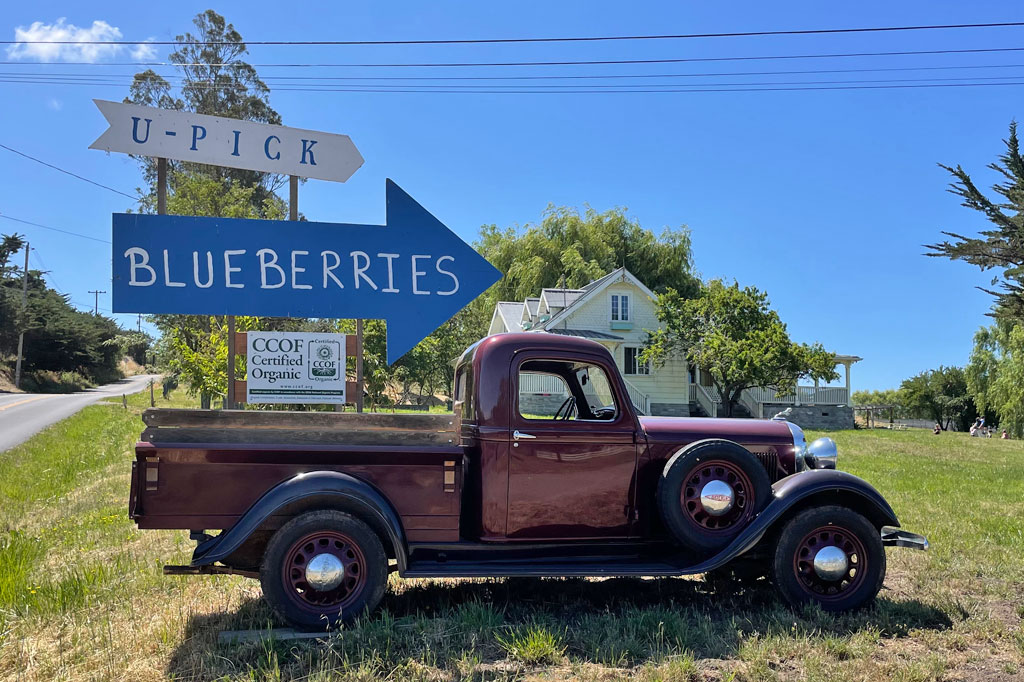 UPick Organic Blueberries at Duckworth Family Farm in Sebastopol
