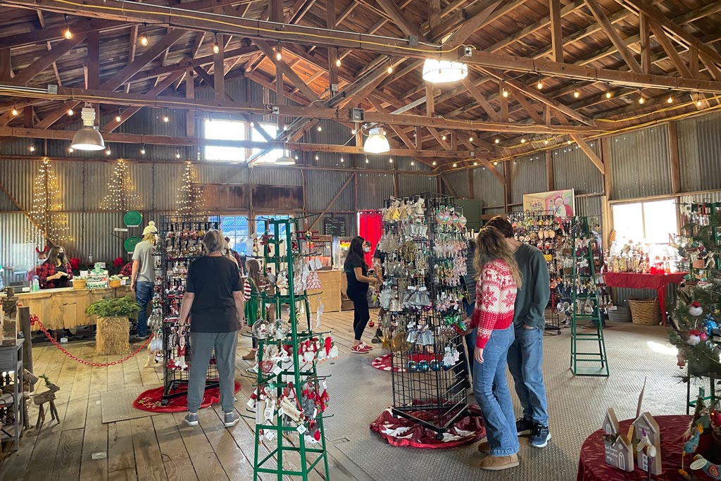 UCut Christmas Tree Farms in Sebastopol Marin Mommies