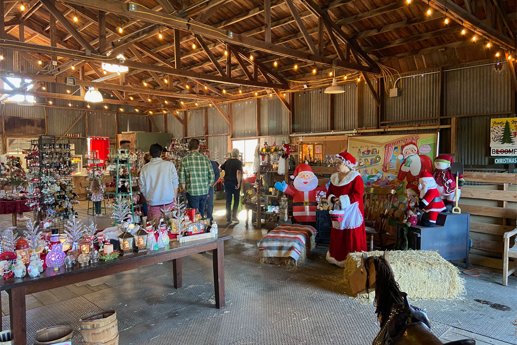 UCut Christmas Tree Farms in Sebastopol Marin Mommies