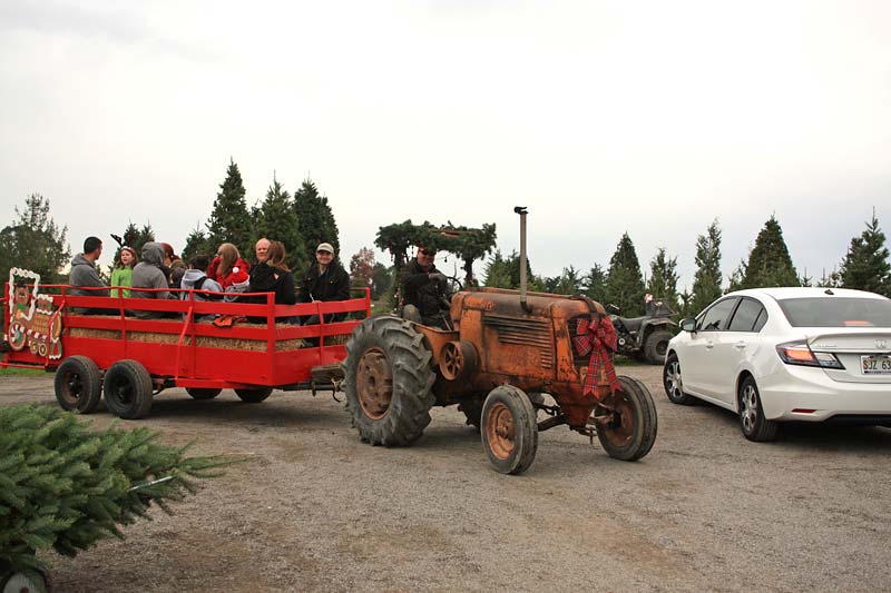 u cut christmas tree farms in sebastopol marin mommies sebastopol christmas tree farms