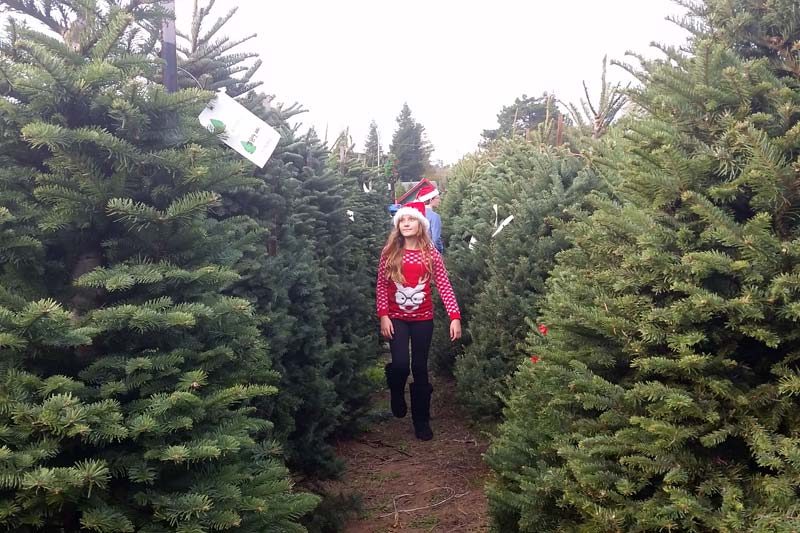 u cut christmas tree farms in sebastopol marin mommies u cut christmas tree farms in sebastopol marin mommies