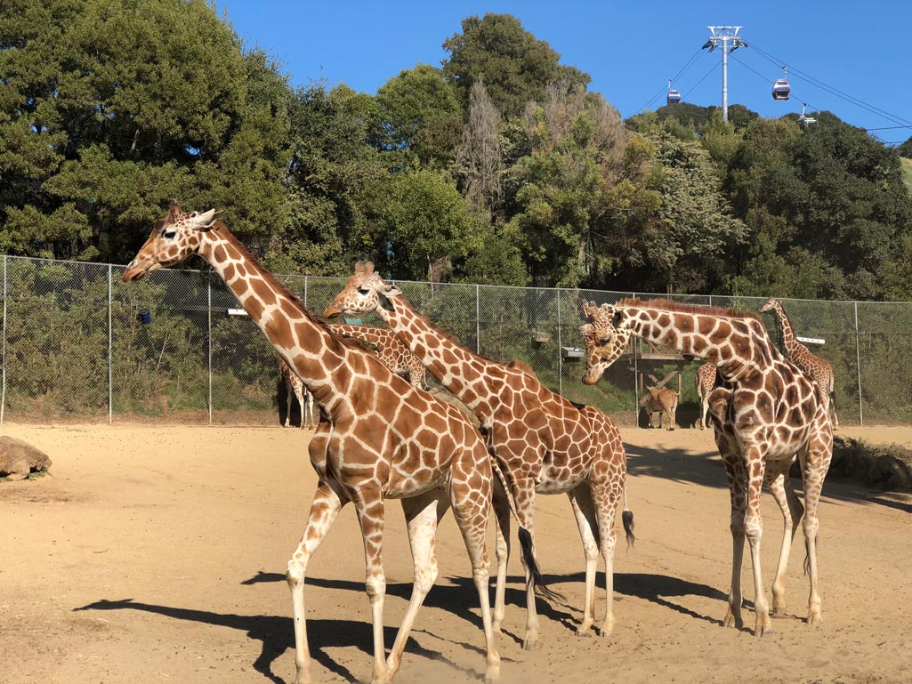 Wildlife Adventure at the Oakland Zoo Marin Mommies