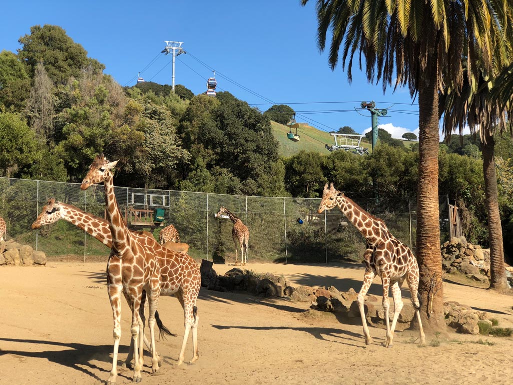 Oaklandzoo