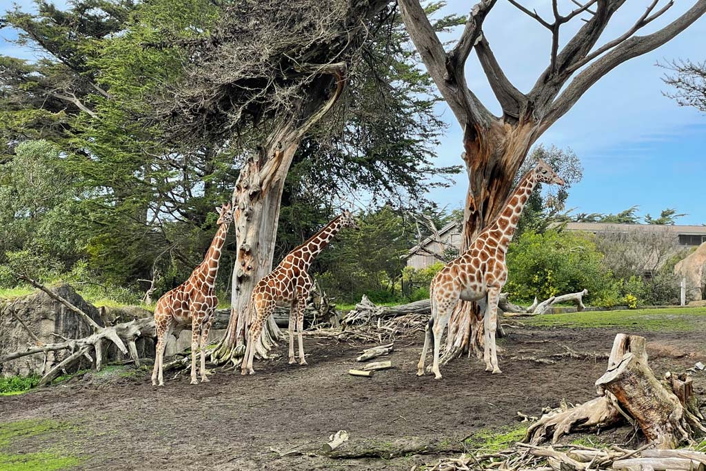 a-family-day-out-at-the-san-francisco-zoo-marin-mommies