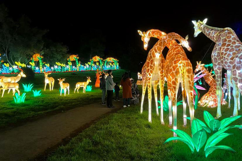 Get Your Tickets for Glowfari at the Oakland Zoo! Marin Mommies