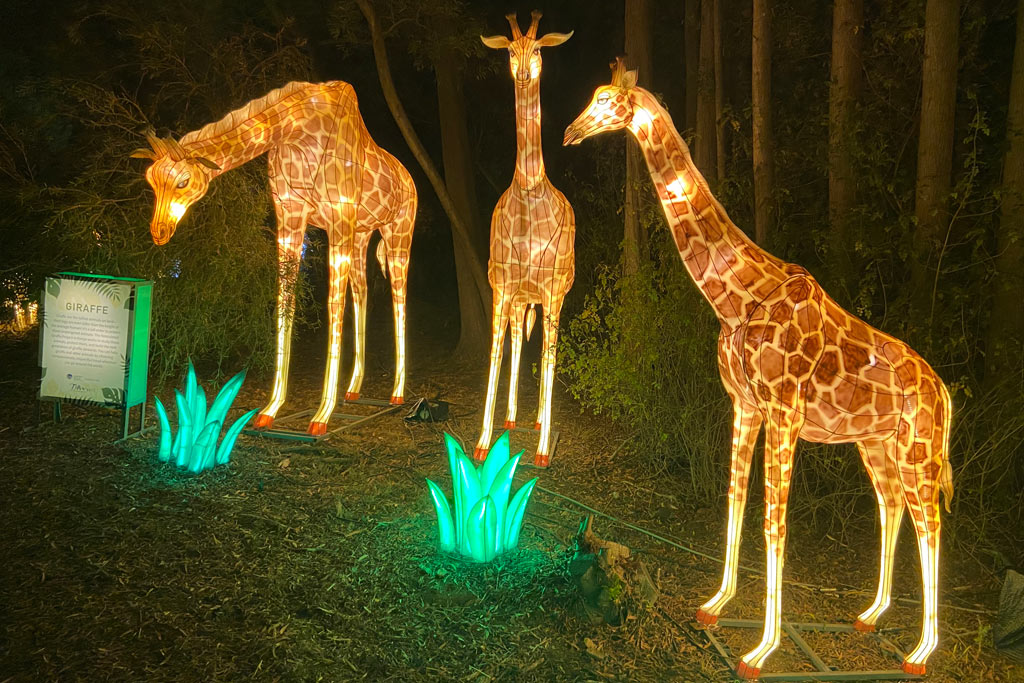 Glowfari Lantern Festival Lights Up the Oakland Zoo Marin Mommies