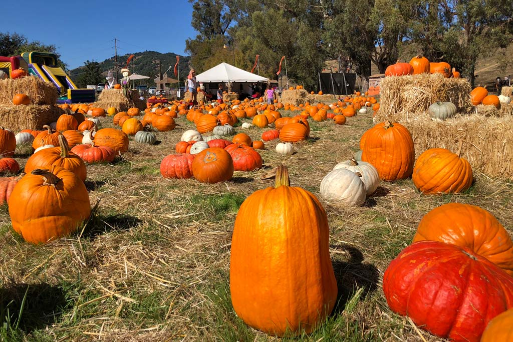 This pumpkin patch offers a farm feel right off Highway 101 in San Rafael. 