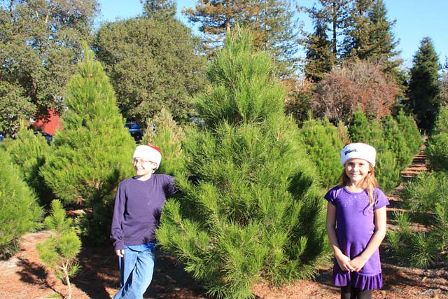 u cut christmas tree farms in petaluma marin mommies u cut christmas tree farms in petaluma marin mommies