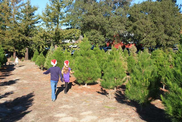u cut christmas tree farms in petaluma marin mommies u cut christmas tree farms in petaluma marin mommies