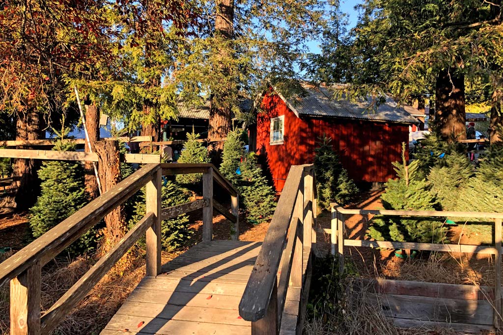 UCut Christmas Tree Farms in Petaluma Marin Mommies