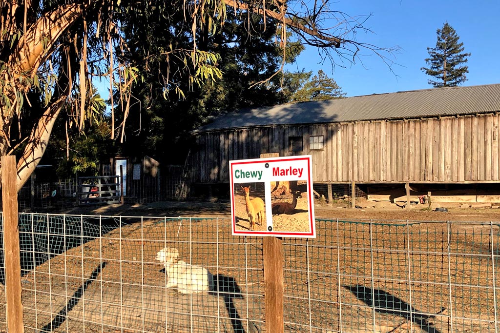 UCut Christmas Tree Farms in Petaluma Marin Mommies