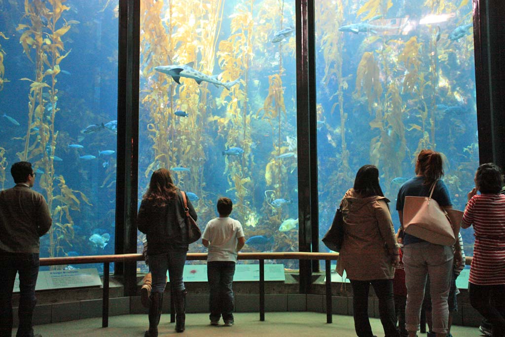 Aquariums in the Bay Area and Northern California Marin Mommies