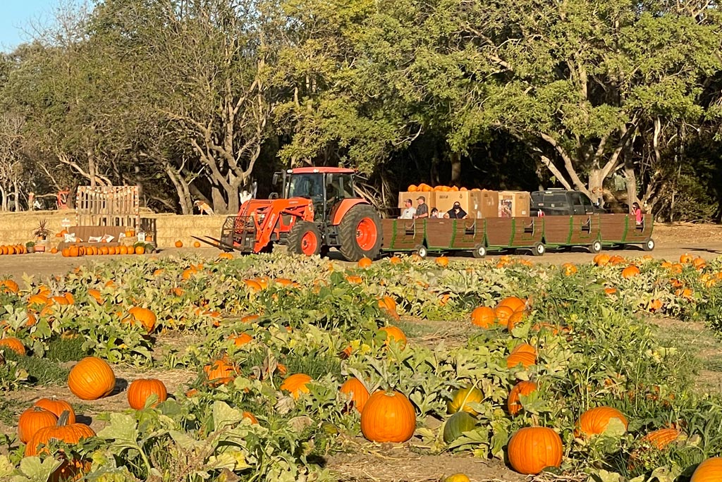 Mickelson Pumpkin Patch in Petaluma is Back for More Fall Fun Marin