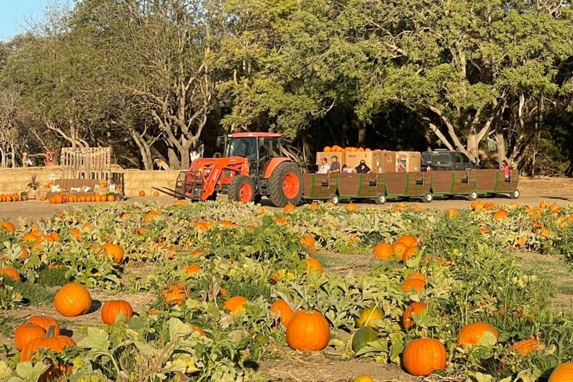 The Ultimate Guide to Halloween Pumpkin Patches in Marin and Sonoma