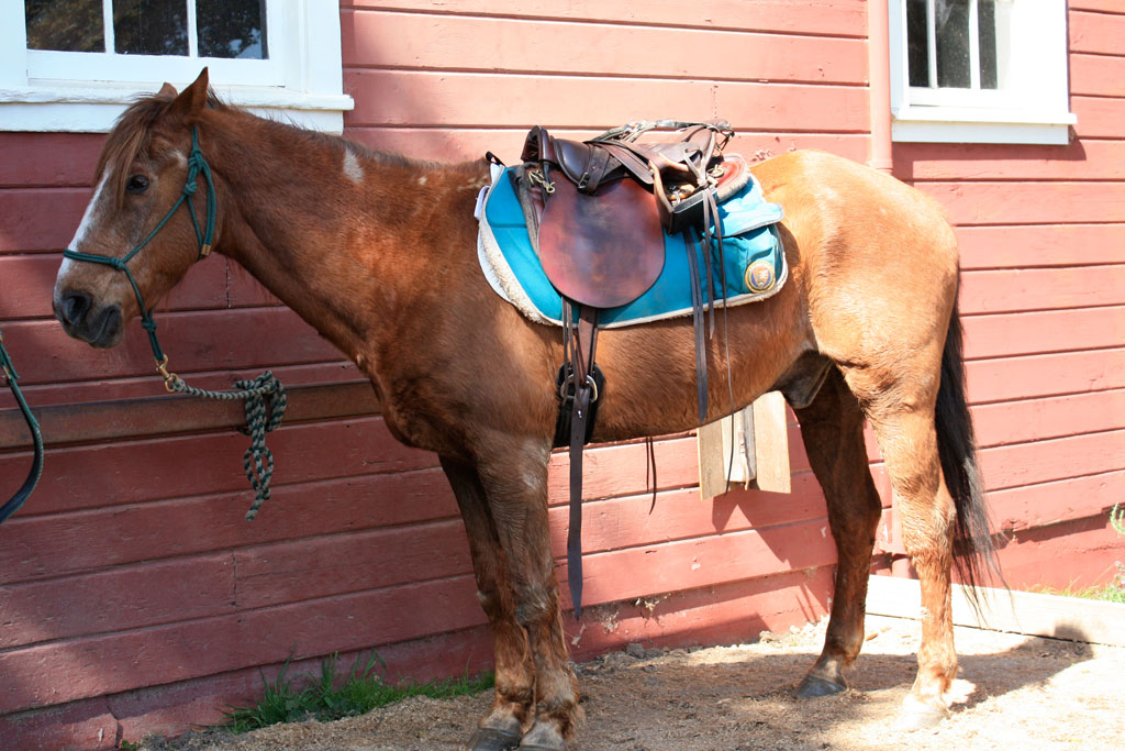 Visit the Morgan Horse Ranch at Point Reyes | Marin Mommies