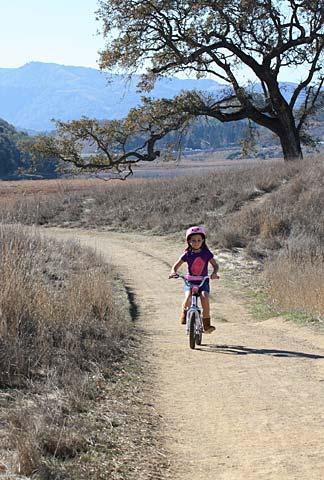 specialized roll for sale