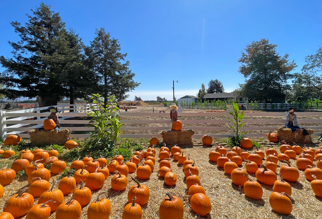 Muelrath Ranches Pumpkin Patch in Santa Rosa Marin Mommies