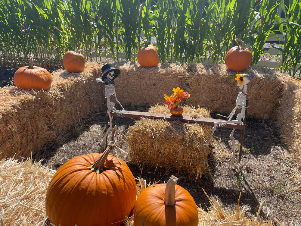 Muelrath Ranches Pumpkin Patch in Santa Rosa Marin Mommies