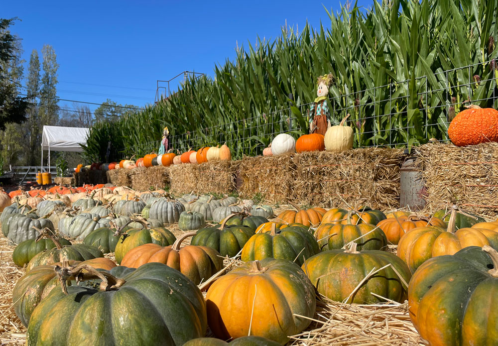 Muelrath Ranches Pumpkin Patch in Santa Rosa Marin Mommies