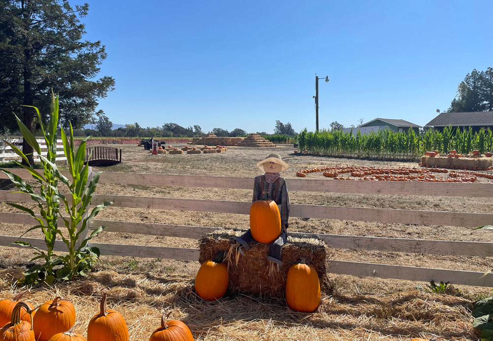 Muelrath Ranches Pumpkin Patch in Santa Rosa Marin Mommies