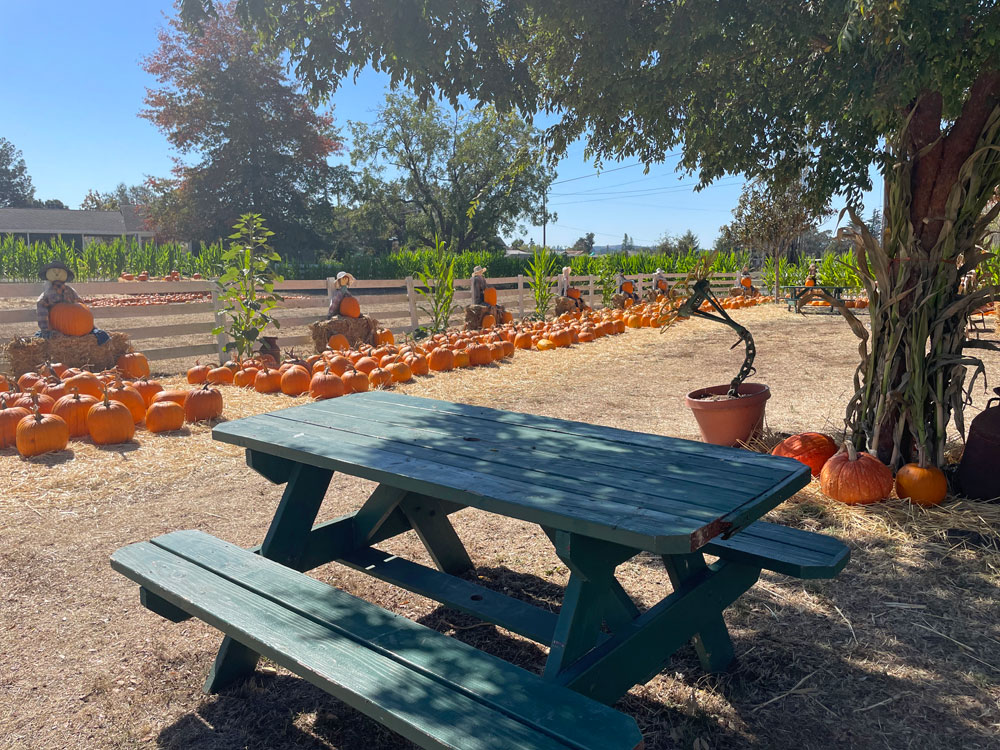 Muelrath Ranches Pumpkin Patch in Santa Rosa Marin Mommies