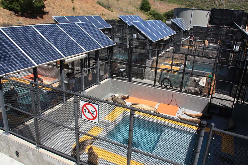 A Visit to the Marine Mammal Center | Marin Mommies