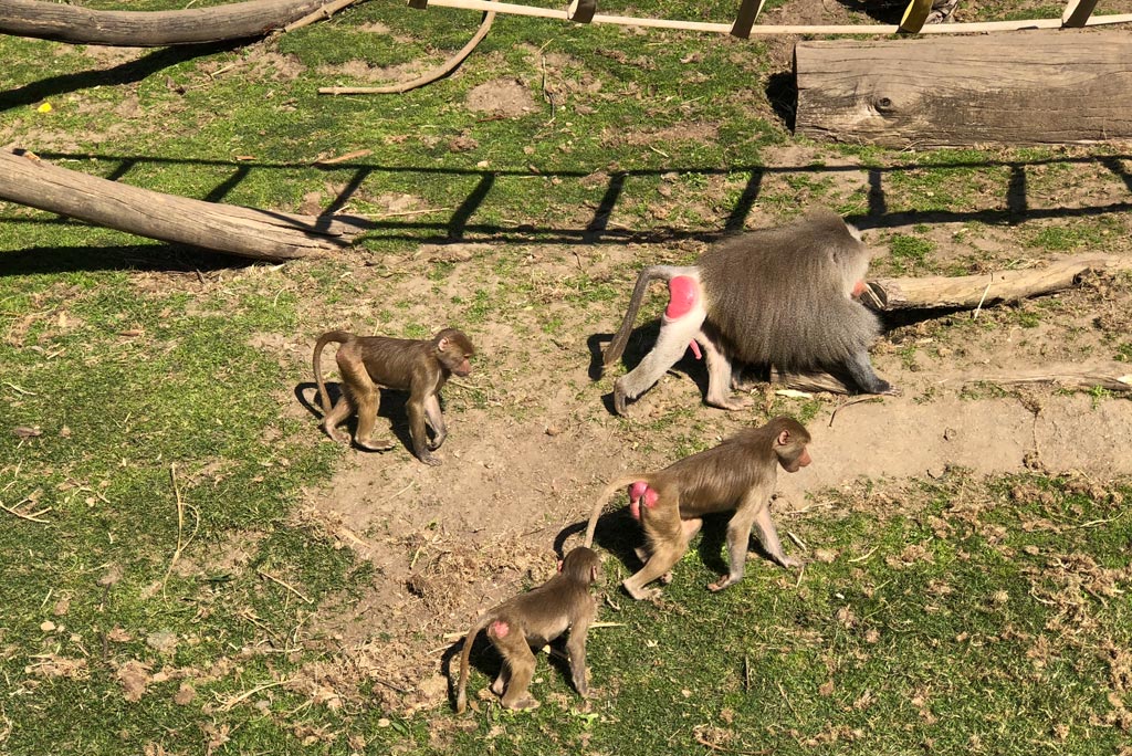 Wildlife Adventure at the Oakland Zoo | Marin Mommies