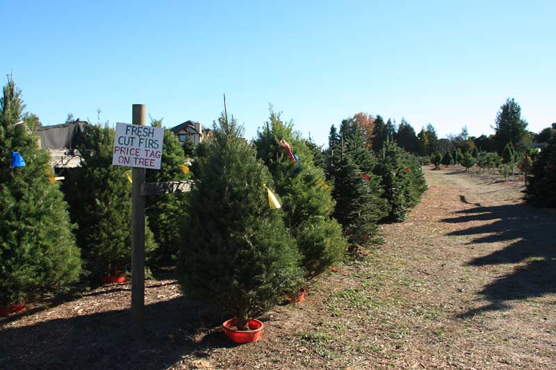 UCut Christmas Tree Farms in Petaluma Marin Mommies