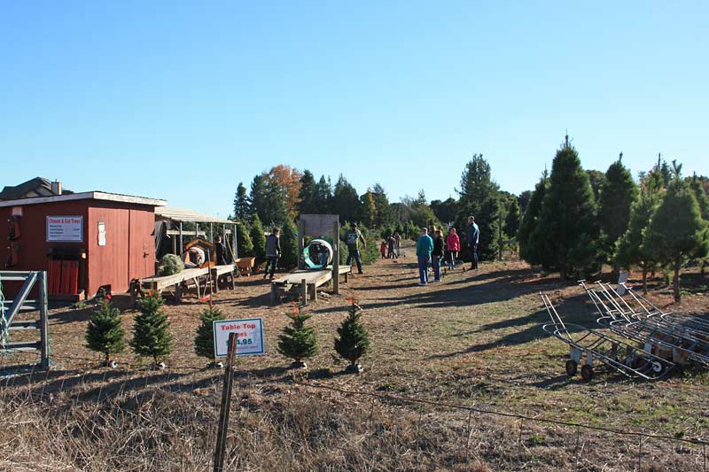 u cut christmas tree farms in petaluma marin mommies u cut christmas tree farms in petaluma marin mommies