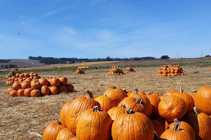 Peter Pumpkin Patch at Spring Hill Farm in Petaluma Marin Mommies