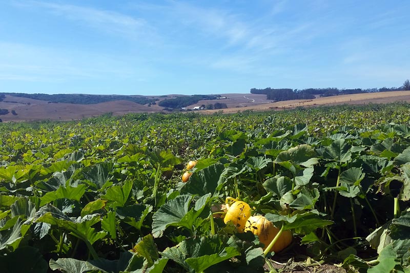 Peter Pumpkin Patch at Spring Hill Dairy in Petaluma Marin Mommies