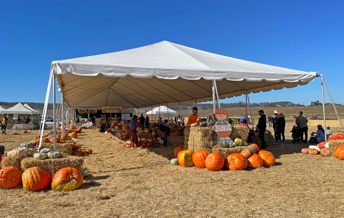 Peter Pumpkin Patch at Spring Hill Dairy in Petaluma Marin Mommies