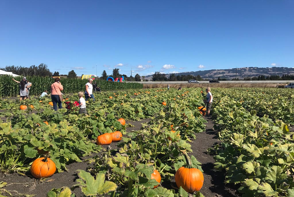 Petaluma Pumpkin Patch and Amazing Corn Maze Marin Mommies