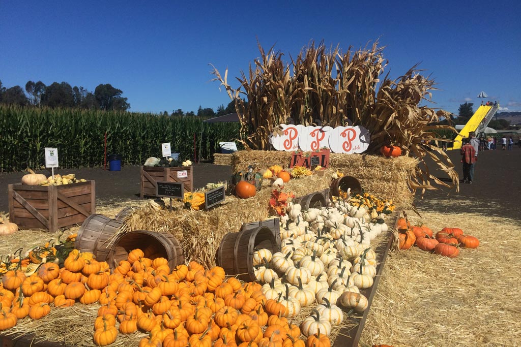 the amazing maze and pumpkin patch the amazing maze and pumpkin patch