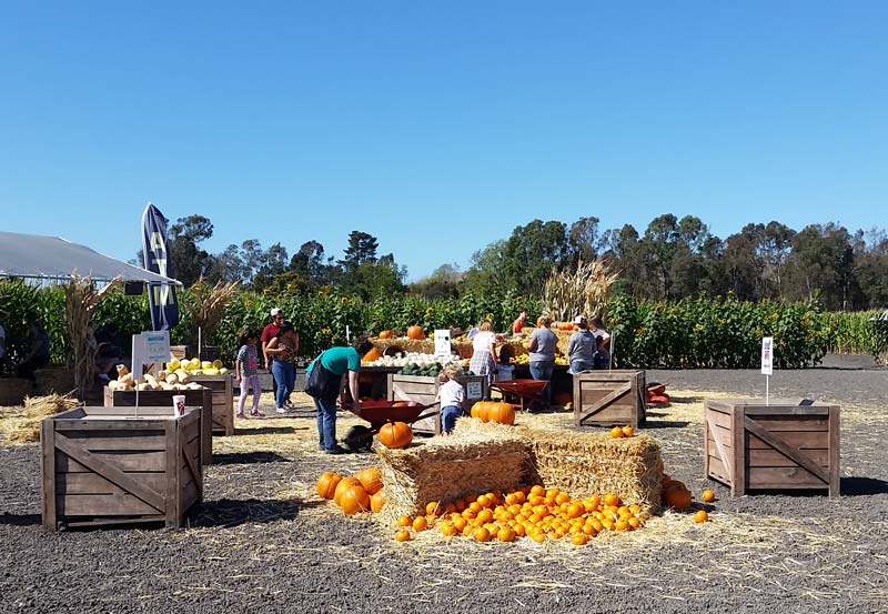 Petaluma Pumpkin Patch and Amazing Corn Maze Marin Mommies