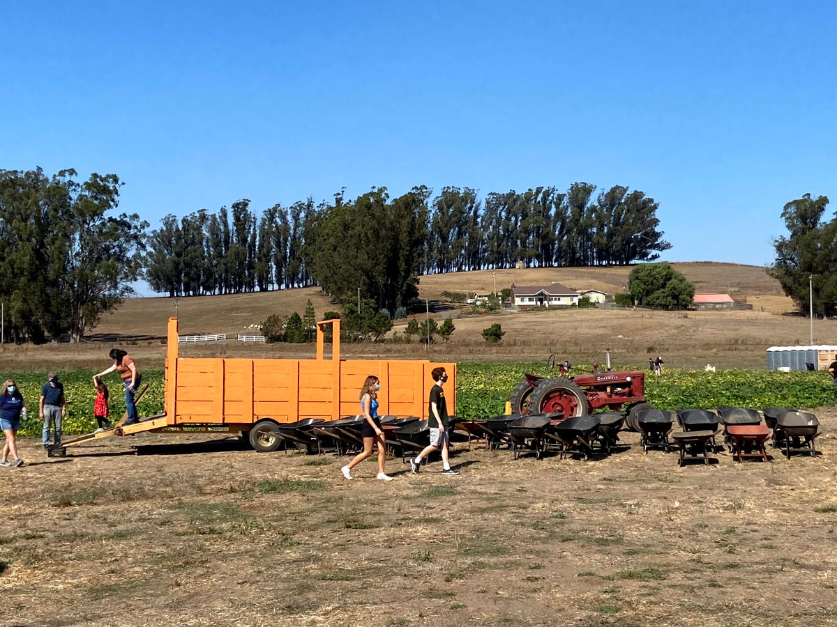 Peter Pumpkin Patch at Spring Hill Dairy in Petaluma Marin Mommies