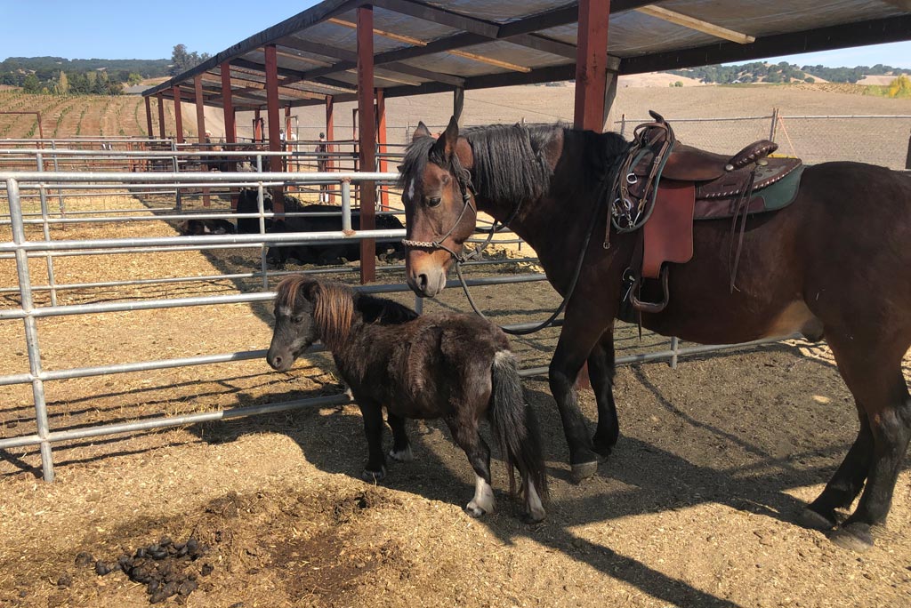 Halloween Fun at Pronzini Pumpkin Patch in Petaluma | Marin Mommies