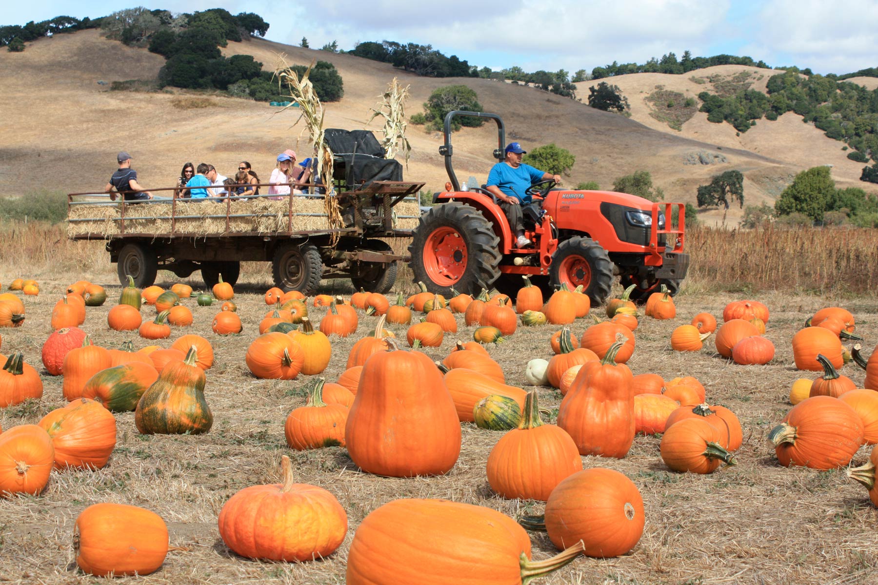 The Ultimate Guide to Halloween Pumpkin Patches in Marin and Sonoma
