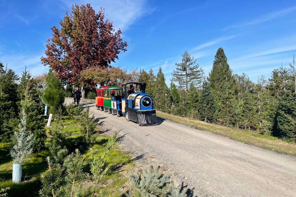 UCut Christmas Tree Farms in Sebastopol Marin Mommies