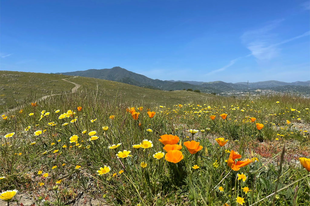 6 Spectacular Spring Wildflower Hikes for Families in Marin Marin Mommies