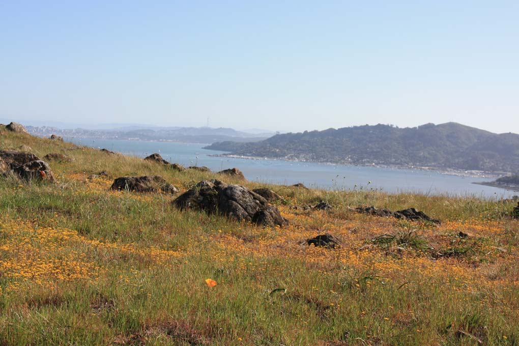 Spectacular Views and Spring Wildflowers Await at Ring Mountain Marin Mommies