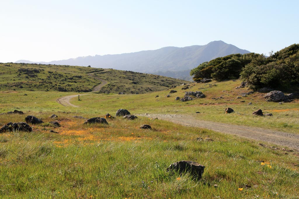 6 Spectacular Spring Wildflower Hikes for Families in Marin Marin Mommies