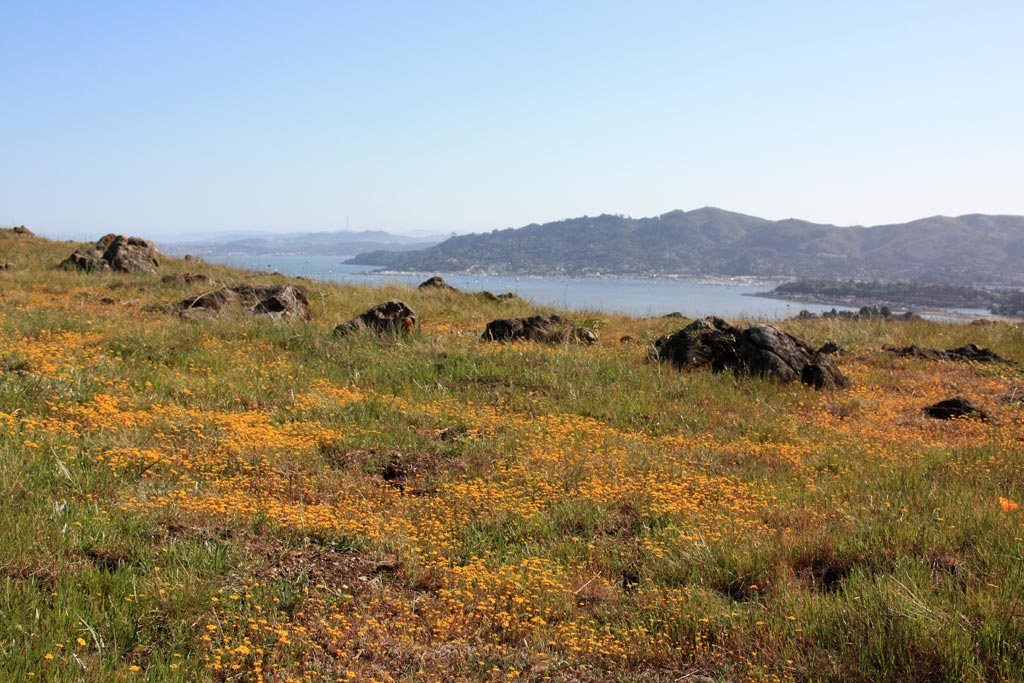 6 Spectacular Spring Wildflower Hikes for Families in Marin Marin Mommies