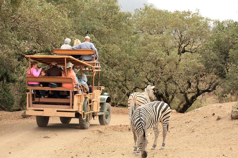 An Overnight Wildlife Adventure at Safari West Marin Mommies