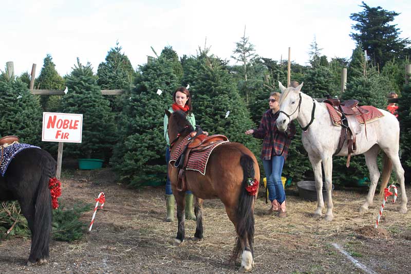 UCut Christmas Tree Farms in Sebastopol Marin Mommies