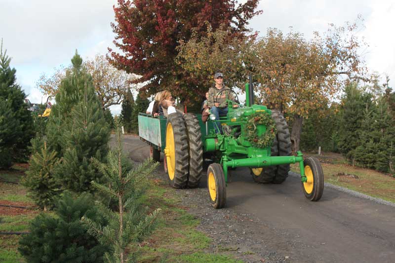 The Best Guide to Marin and Sonoma Christmas Tree Farms and Lots