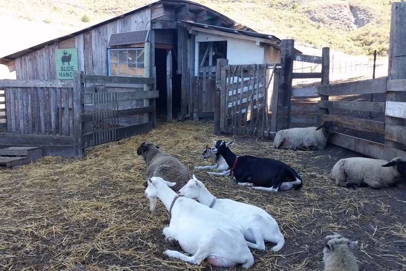 Explore Spectacular Slide Ranch in Muir Beach Marin Mommies