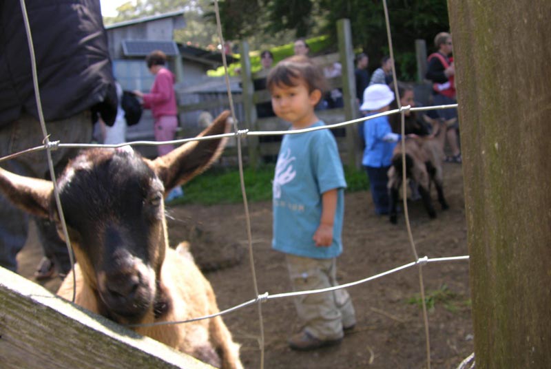 Slide Ranch Farm Hands-on Fun for Fall at Slide Ranch | Marin Mommies